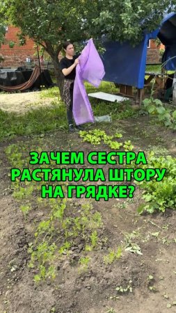 Зачем сестра растянула штору на грядке