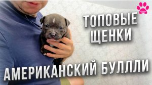 ТАКИХ щенков уже НЕ БУДЕТ! Последние Американские Булли в нашем питомнике.
