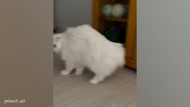 Самые СМЕШНЫЕ ВИДЕО С ЖИВОТНЫМИ в Мире! Лучшие видео со смешными Животными 2024 года