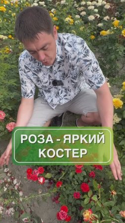 🌹 Плетистая роза Гримпант Оранж — яркое украшение вашего сада!