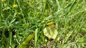 Природа: встреча с зайчиком, ягодки, дятел, бабочки🦋🍀🐦🌳🐇