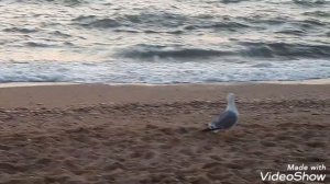 Крым. Вечер на пляже.