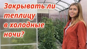 Томаты в теплице без болезней и вредителей. Правила ухода за растениями в теплице