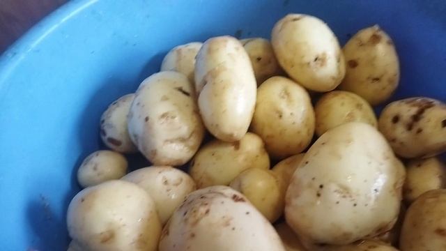 Картофель Ривьера был посажен 15 апреля .Сегодня второй подкоп 26 июня .