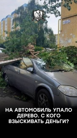 На автомобиль упало дерево. С кого взыскивать деньги?