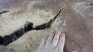 Что за чудо дерево?