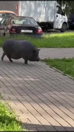 По Южному Бутову гуляет беременная свинья.