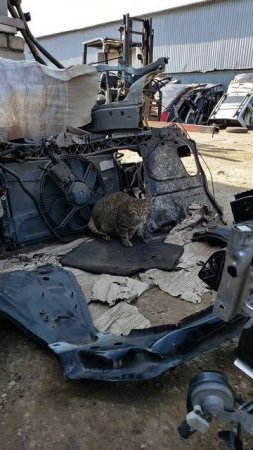 Главный работник АвтоКухни🐱