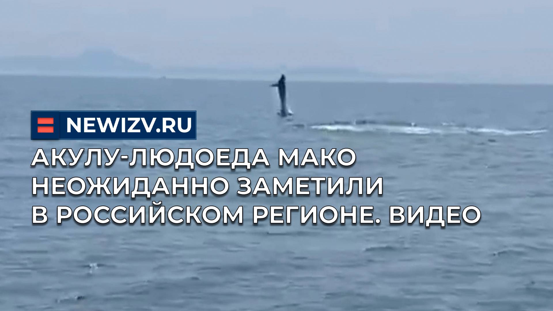 Акулу-людоеда мако неожиданно заметили в российском регионе. Видео