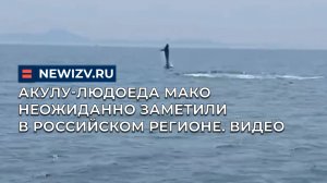 Акулу-людоеда мако неожиданно заметили в российском регионе. Видео