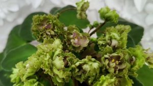 Фиалка Allegro Pink Pistachio