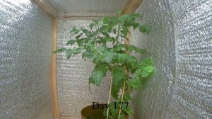 Таймлапс роста Томата ч.9