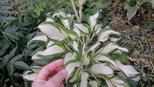 Цветение хосты