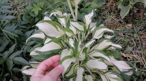 Цветение хосты