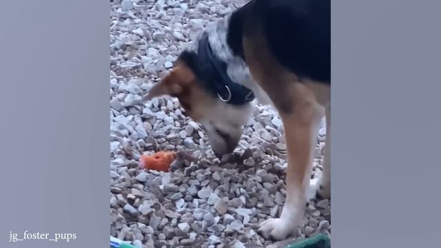 Новые самые смешные видео с животными Вы не можете перестать смеяться над Этими Забавными Собаками и