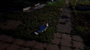 Ночной дозор