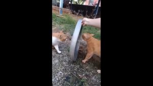 Смешные котики - часть 33