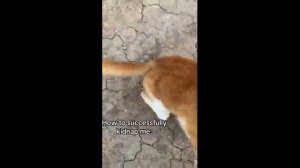 Смешные котики - часть 27