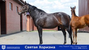 Продается элитная племенная кобыла Святая Хоризма с кобылкой от Легионнэйра и жеребая от Аргун