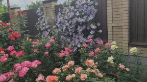 Розы. Не все кусты отцвели. Уезжаю.