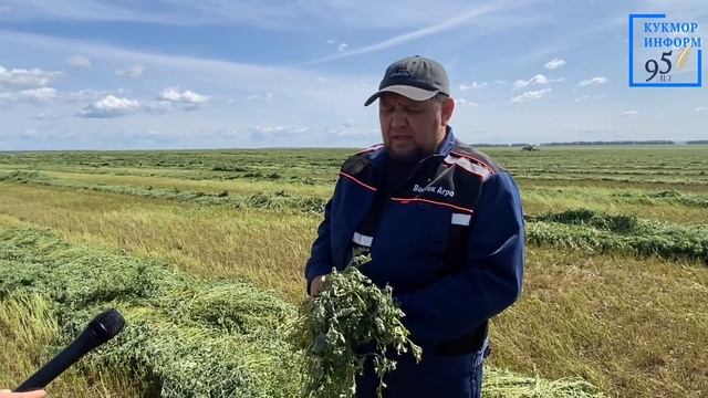 В «Восток-Агро» завершается закладка сенажа из первого укоса многолетних трав