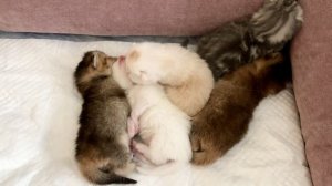 Котятам кошки Кайли 11 дней.