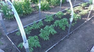 Помидоры на 27 июня