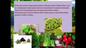 Благоприятные дни для рассады/пересадки растений на июль 2025 года