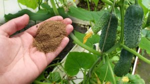 СЫПЬТЕ ЭТО ПОД ОГУРЦЫ СКОРЕЙ! ОГУРЦЫ ВЕДРАМИ СОБИРАТЬ БУДЕТЕ! ОГУРЦЫ НЕ ЖЕЛТЕЮТ!