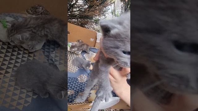 Котята нашей Искорки - выход на улицу. 22 дня