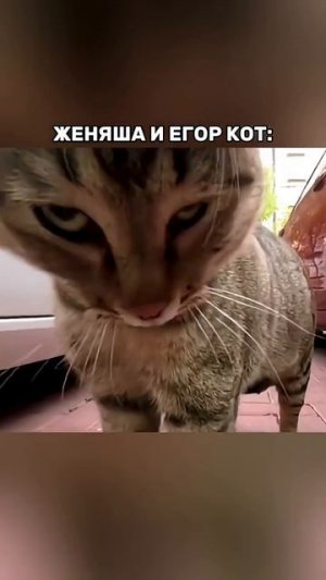 Что делать решать вам  Встреча котиков ⬛ @egorcat