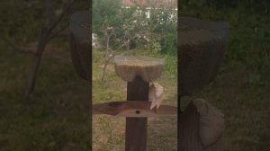 Огород!