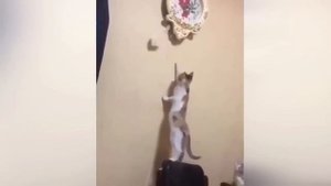 Приколы С Животными 132