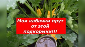 Куриный помет - главная подкормка для супер урожая кабачков!!! #кабачки #удобрения #куриныйпомет
