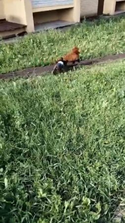 Винсент (Poale Ell Vinsent) малыш на улице развлекается