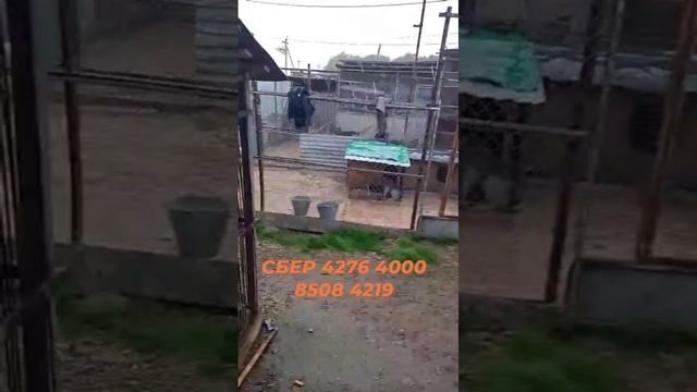 Приют на грани!