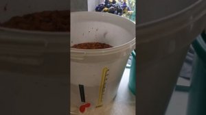 Домашнее клубничное вино своими руками это просто и вкусно 2025г.