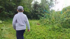 когда бабушка попросила собрать клубнику
