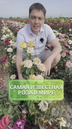 Легендарная роза 🌹😍