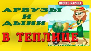 Арбузы и дыни в теплице. Уход, подкормки, поливы, опыление.