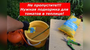 Подкормка по листу томатов в теплице кальциевой селитрой от вершинной гнили #томаты #болезни