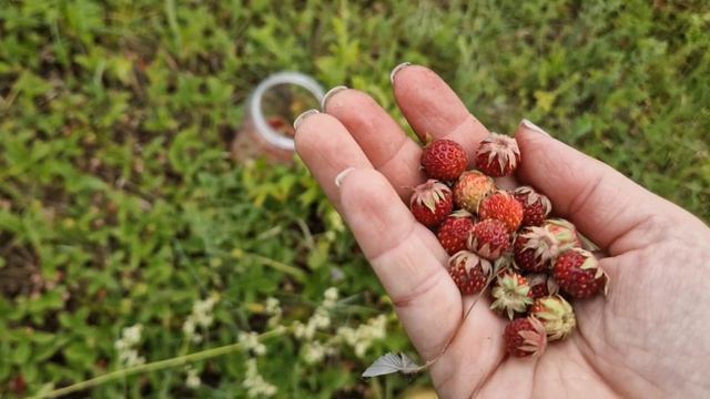 Собираю полевую клубнику 🍓 Готовлю вареники 🥟