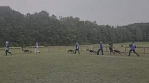 Группа Улэн Диа ЧАКПАН / КЧК ХАБАРОВСК 13 июня`25 В.Киселева Моно немецких овчарок