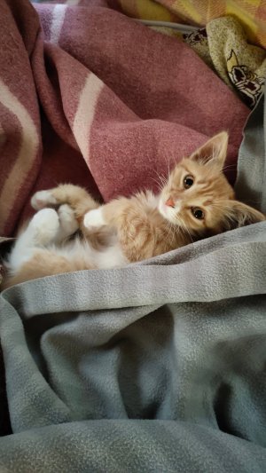 Подобрала рыжего котенка, и что из этого вышло