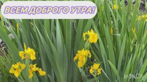 Утро,🐓👨🌾