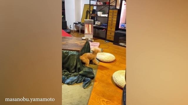 Смешные видео с СОБАКАМИ и КОШКАМИ 2024 Лучшие смешные видео с животными