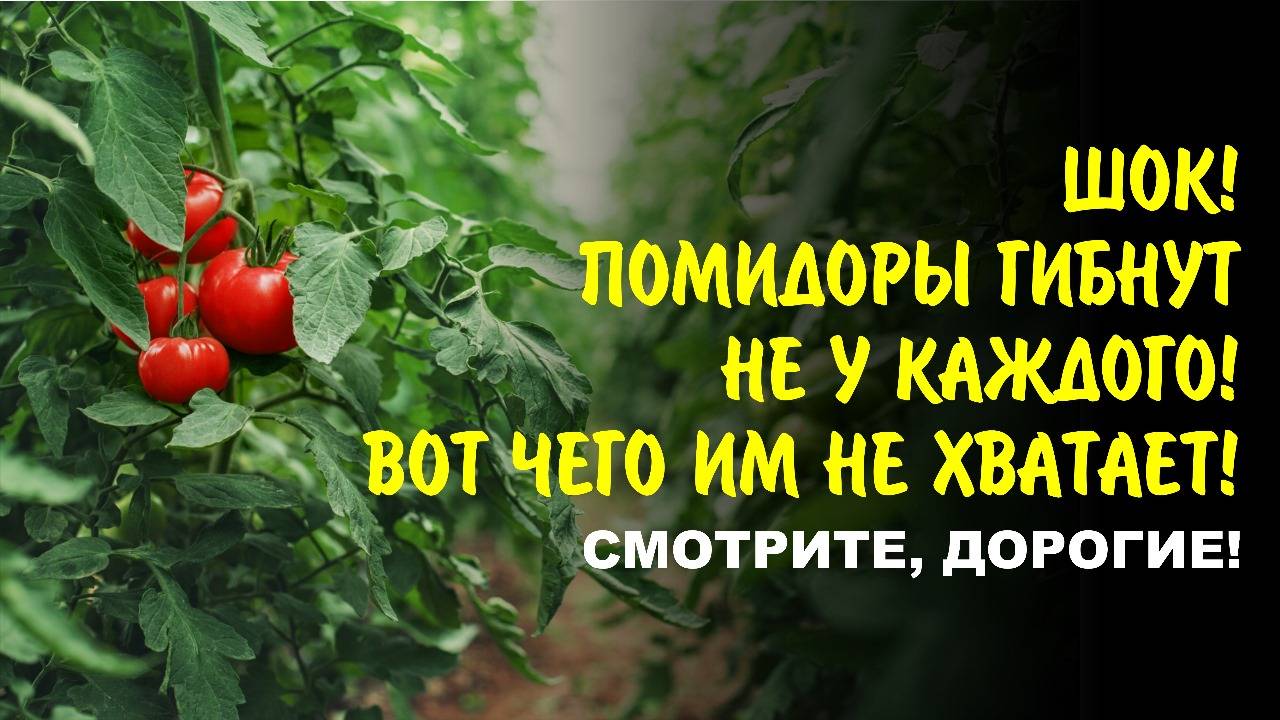 Вся правда о вершинной гнили: почему ваши помидоры страдают и как их спасти!