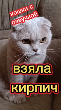 смешная озвучка кошек.