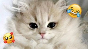 Смешные животные😹 приколы котиков😹 смешно😹 прикольно