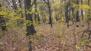 Прогулка по монетам в старый лес